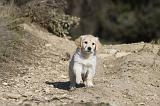 GOLDEN RETRIEVER 510